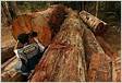 Extração ilegal de madeira ainda é realidade no Brasil